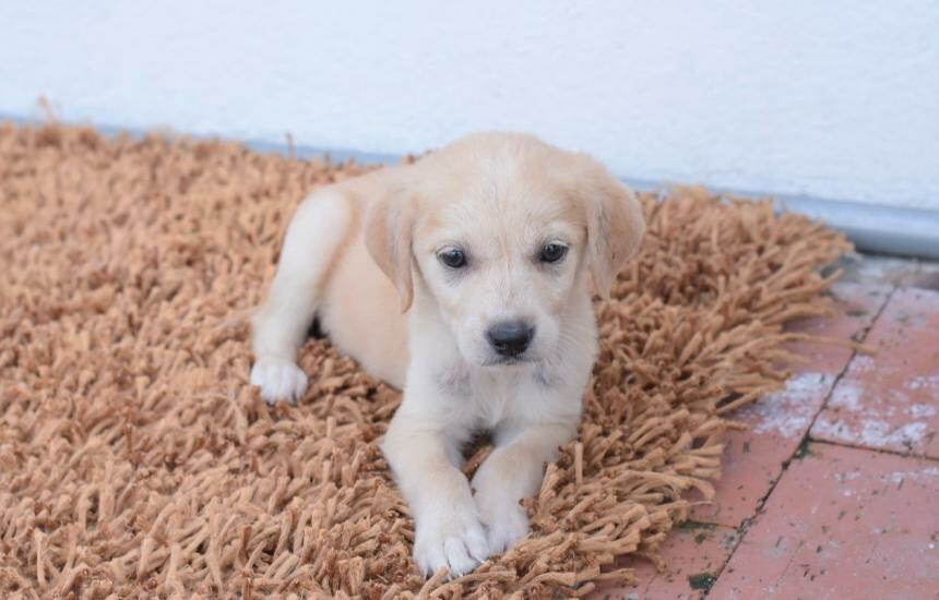 Vacunación gratuita para perros y gatos se toma las comunas de Ibagué