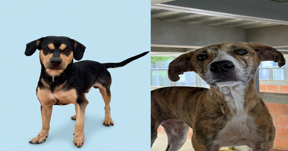 Perros y gatos buscan hogar en Ibagué durante jornada de adopción este sábado