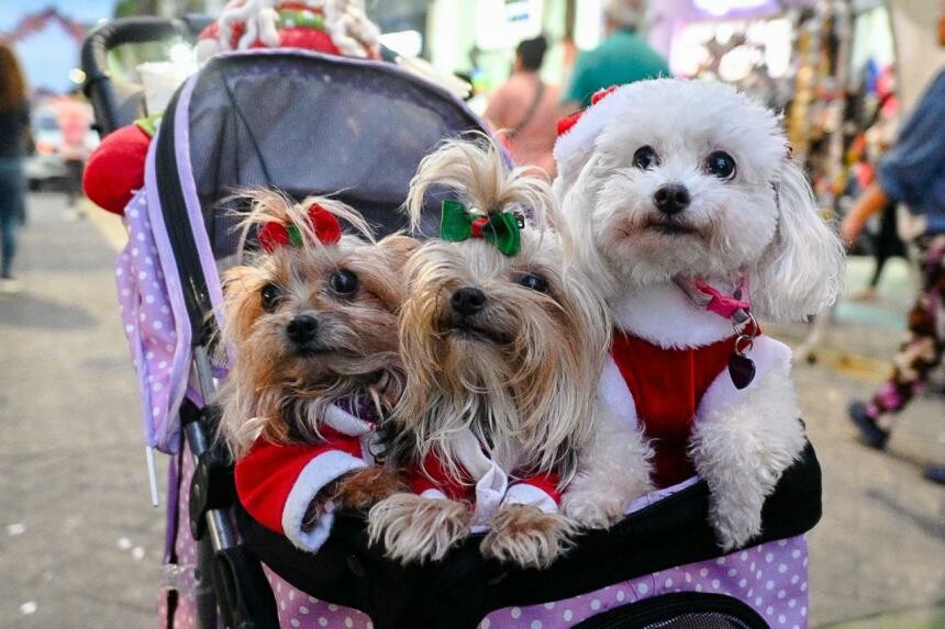 Alertan daños severos en animales por uso de pólvora en Navidad