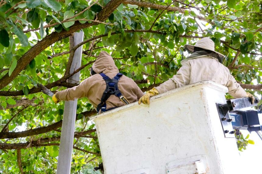Más de 3.200 intervenciones garantizan un alumbrado eficiente: así puede solicitar la poda de ramas que obstruyen luminarias