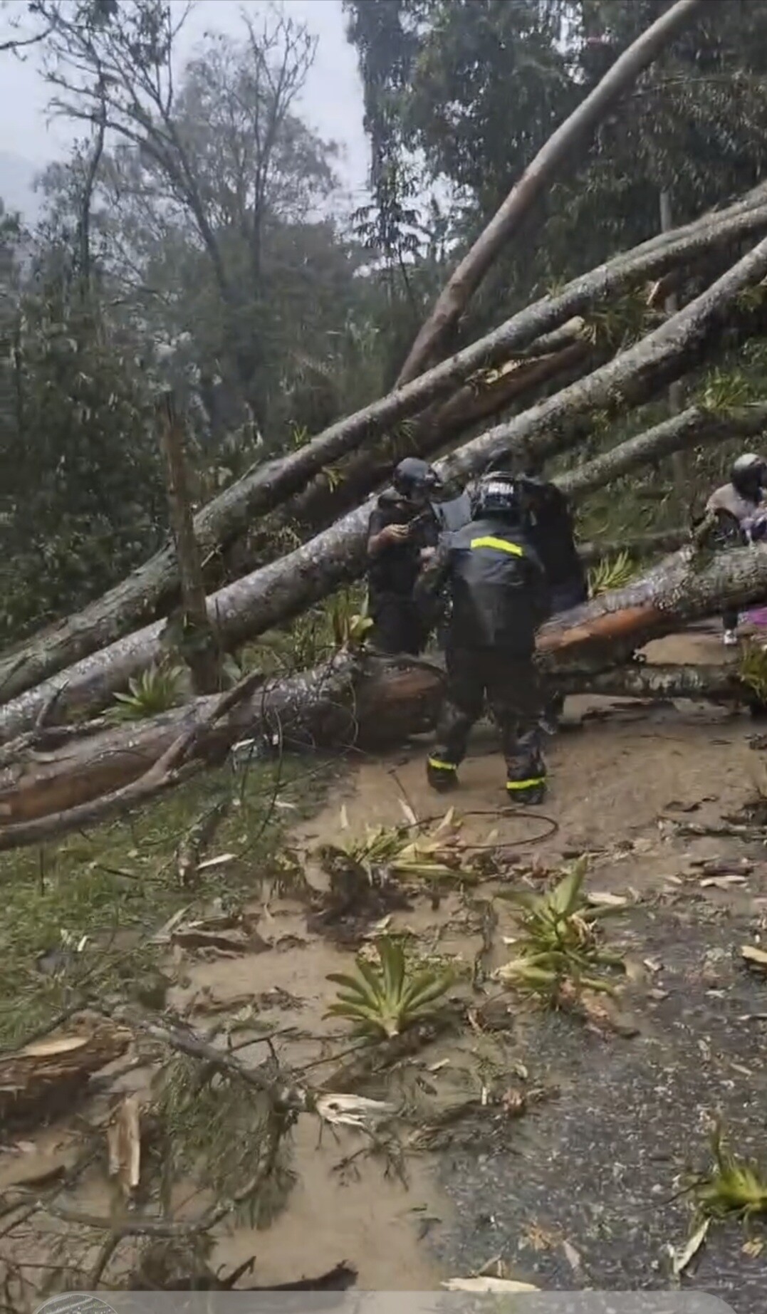 Preocupa la cantidad de árboles caídos en Ibagué, por ola invernal