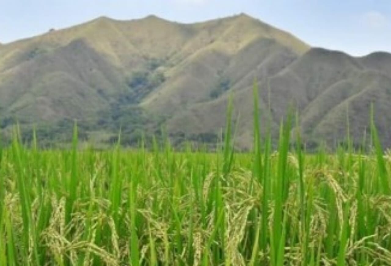 Arroceros exigen al Gobierno freno al contrabando y más seguridad