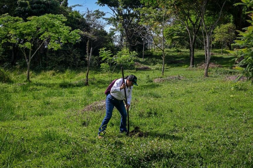 Ciudadanos Podrán Postular Predios Para Siembra de Árboles Nativos en Ibagué