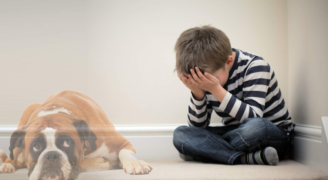 No estás solo: charla gratuita para quienes han perdido a su animal de compañía.