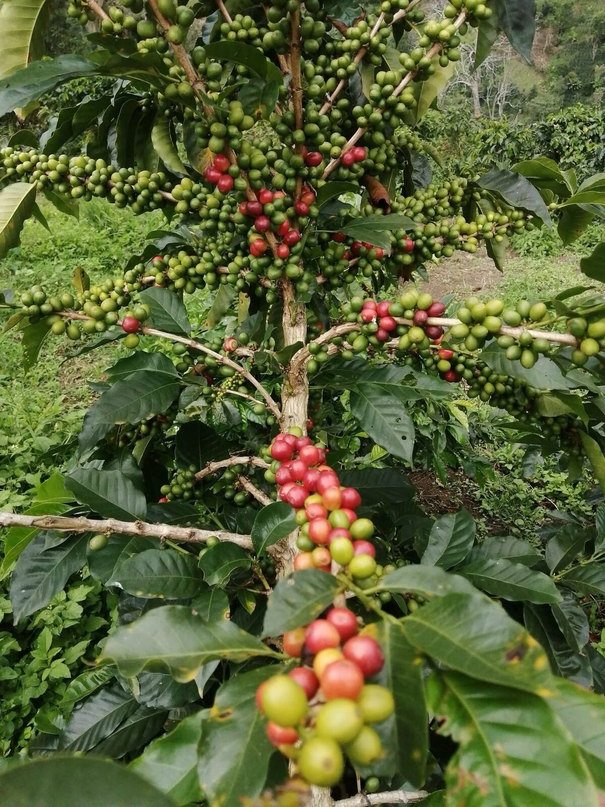 Así se recoge el mejor café del mundo, que se cultiva en Planadas Tolima
