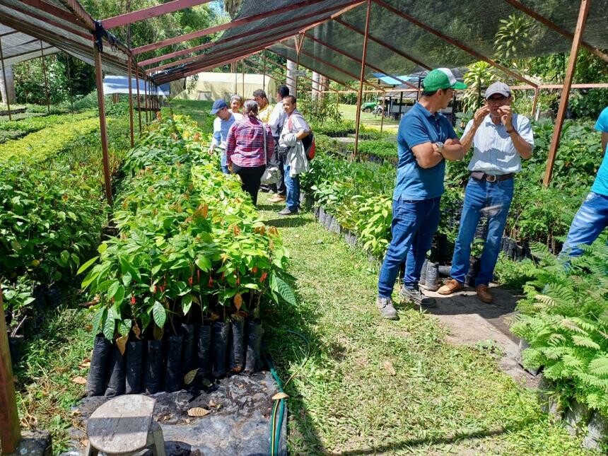Ibagué asigna más de $200 millones para insumos a cacaoteros rurales