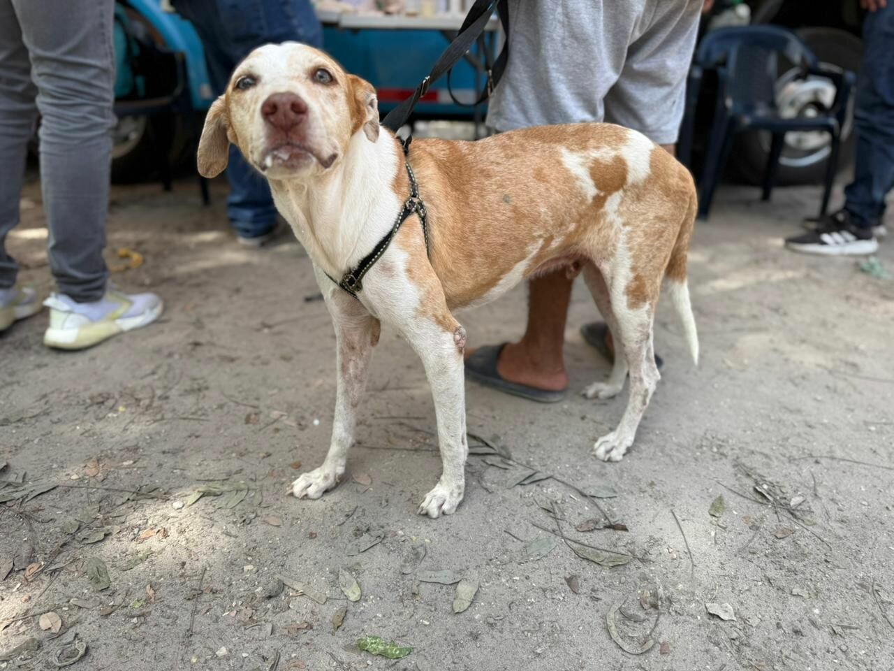 Proyecto "Cielos en Calma" busca prohibir uso de pólvora en eventos oficiales