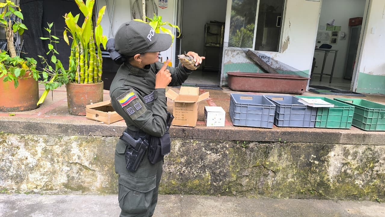 Rescatan fauna silvestre y un perro abandonado en diversos sectores de Ibagué