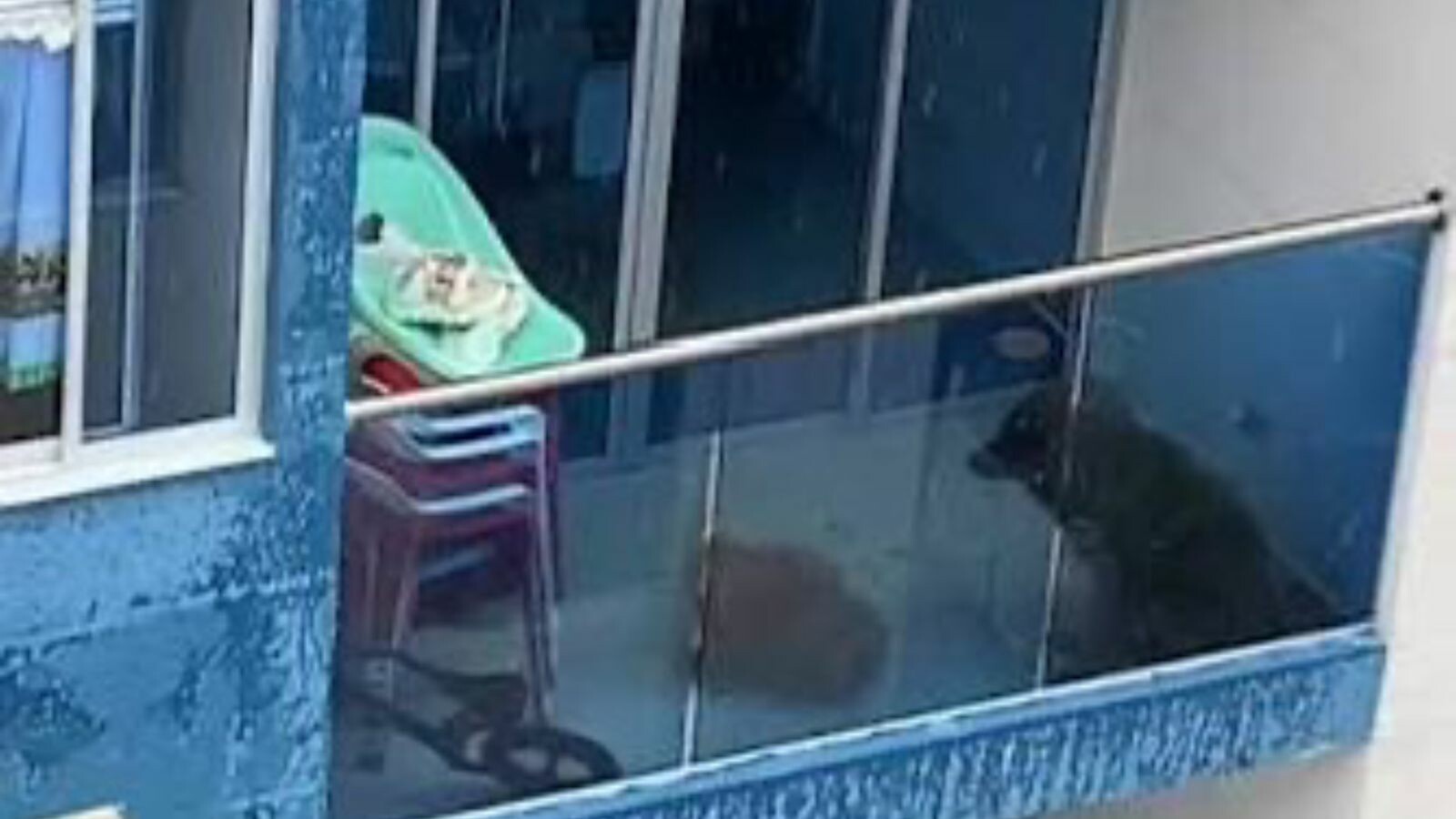 Denuncian presunto maltrato animal en conjunto residencial de la ciudad