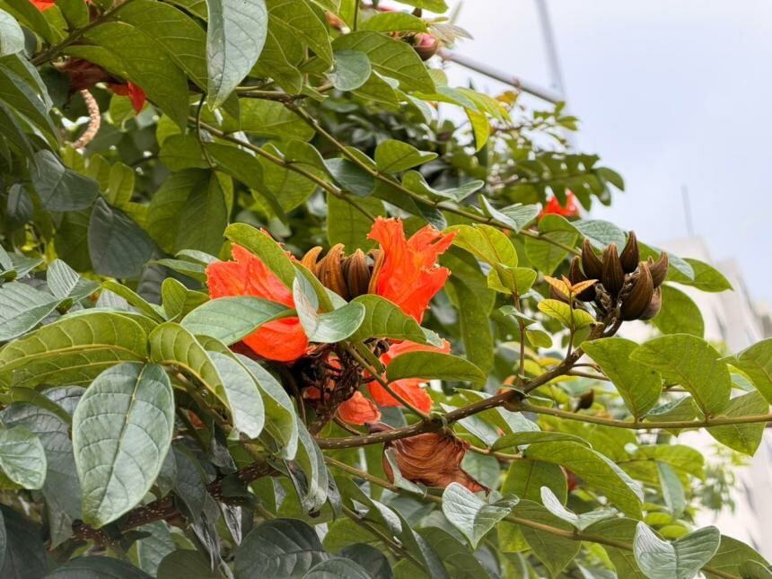 Alertan por árbol ornamental que estaría afectando a polinizadores