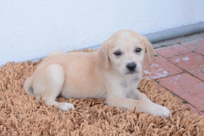 Alertan por estafas que cobran falsas adopciones de animales