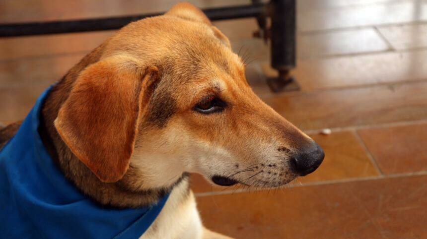 92 perros y gatos esterilizados en Ibagué durante 2026