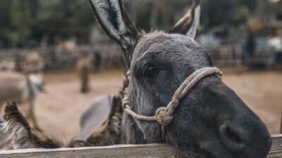 Burrito herido es rescatado en Coyaima y recibe atención en Ibagué