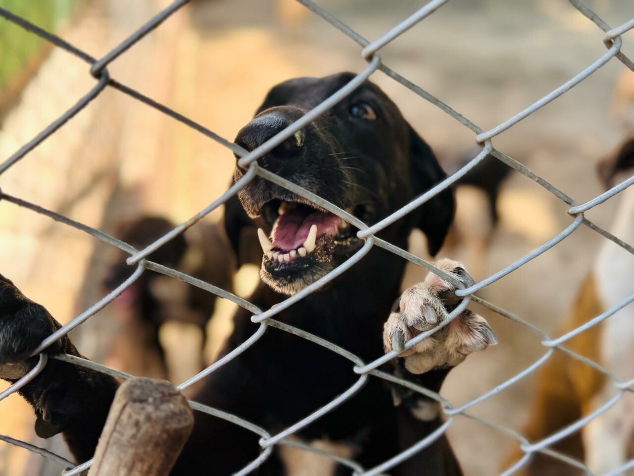 Más de 60 perros reciben atención tras denuncias sanitarias