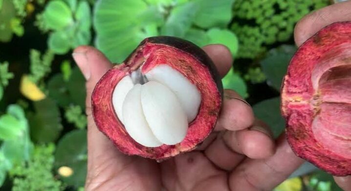 Mangostino de Mariquita obtiene denominación de origen oficial