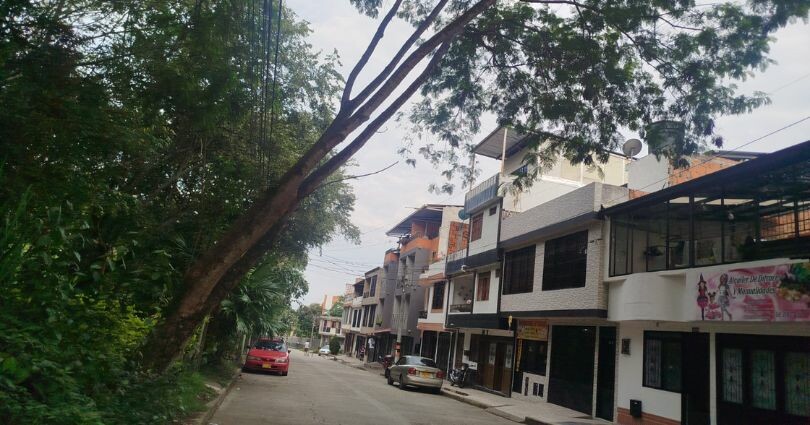 Árbol inclinado mantiene en alerta adulta mayor en Ibagué
