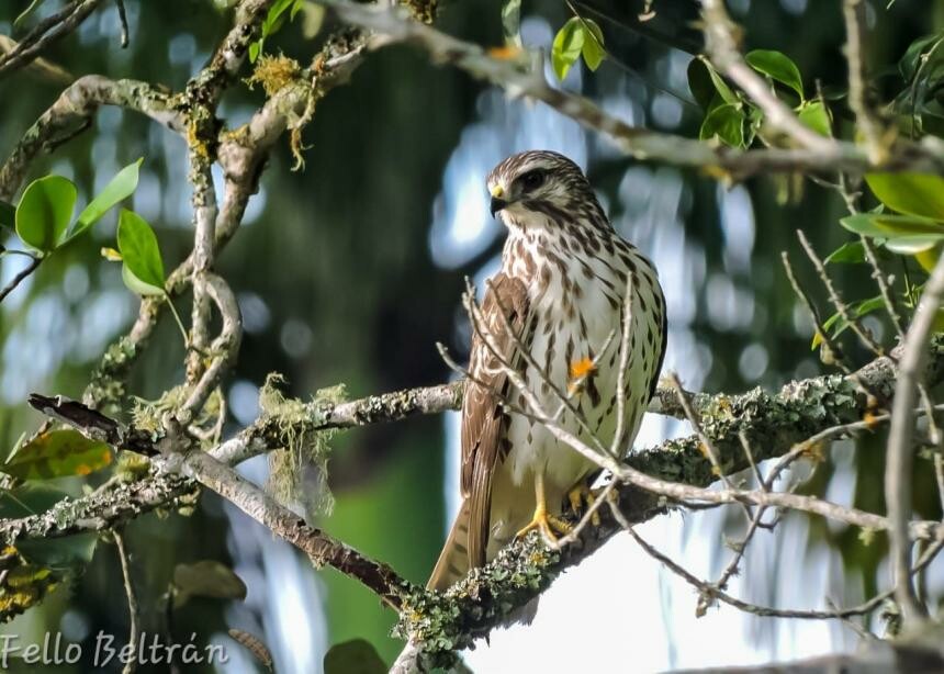Caza de águilas cuaresmeras expone a sanciones penales en Ibagué