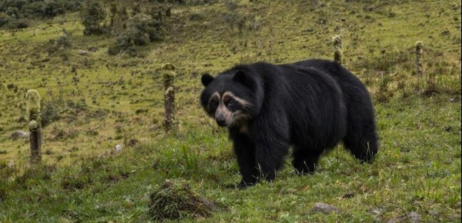 Avistan oso de anteojos en zona rural de Murillo