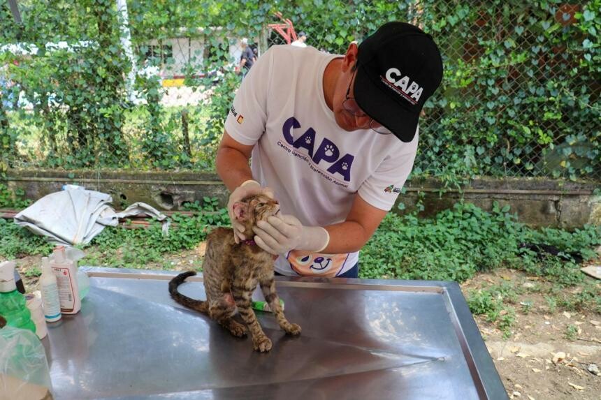 270 denuncias por maltrato animal marcan alerta en Ibagué