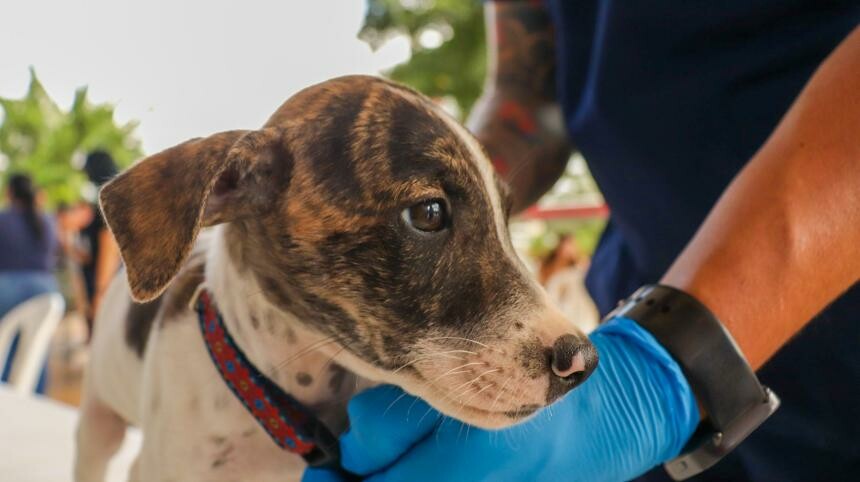Adopción de perros y gatos se realizará este sábado en Ibagué