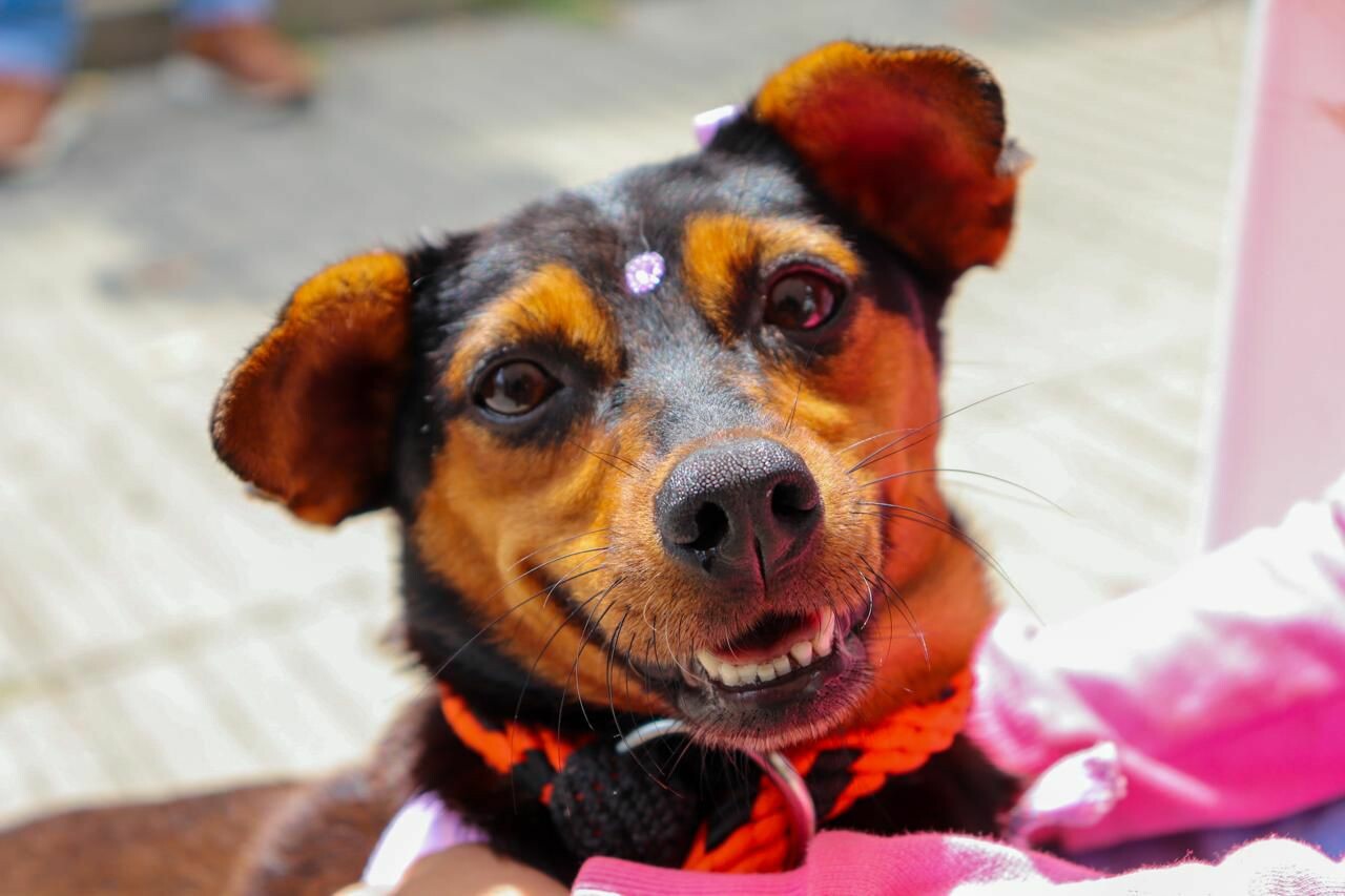 Siete perros fueron adoptados en jornada del CAPA en Ibagué