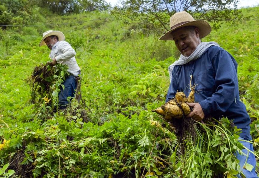 Seguro de cosechas abre inscripciones para pequeños productores rurales