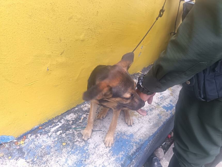 Perro rescatado en semáforo de Ibagué tras denuncia ciudadana