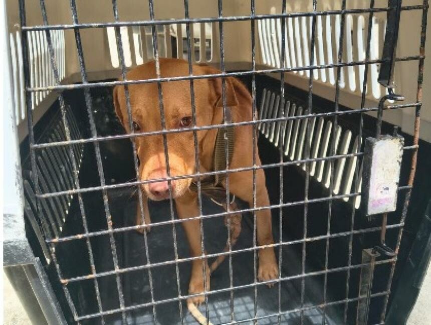 Un perro mordió a dos niños y el barrio reaccionó con violencia