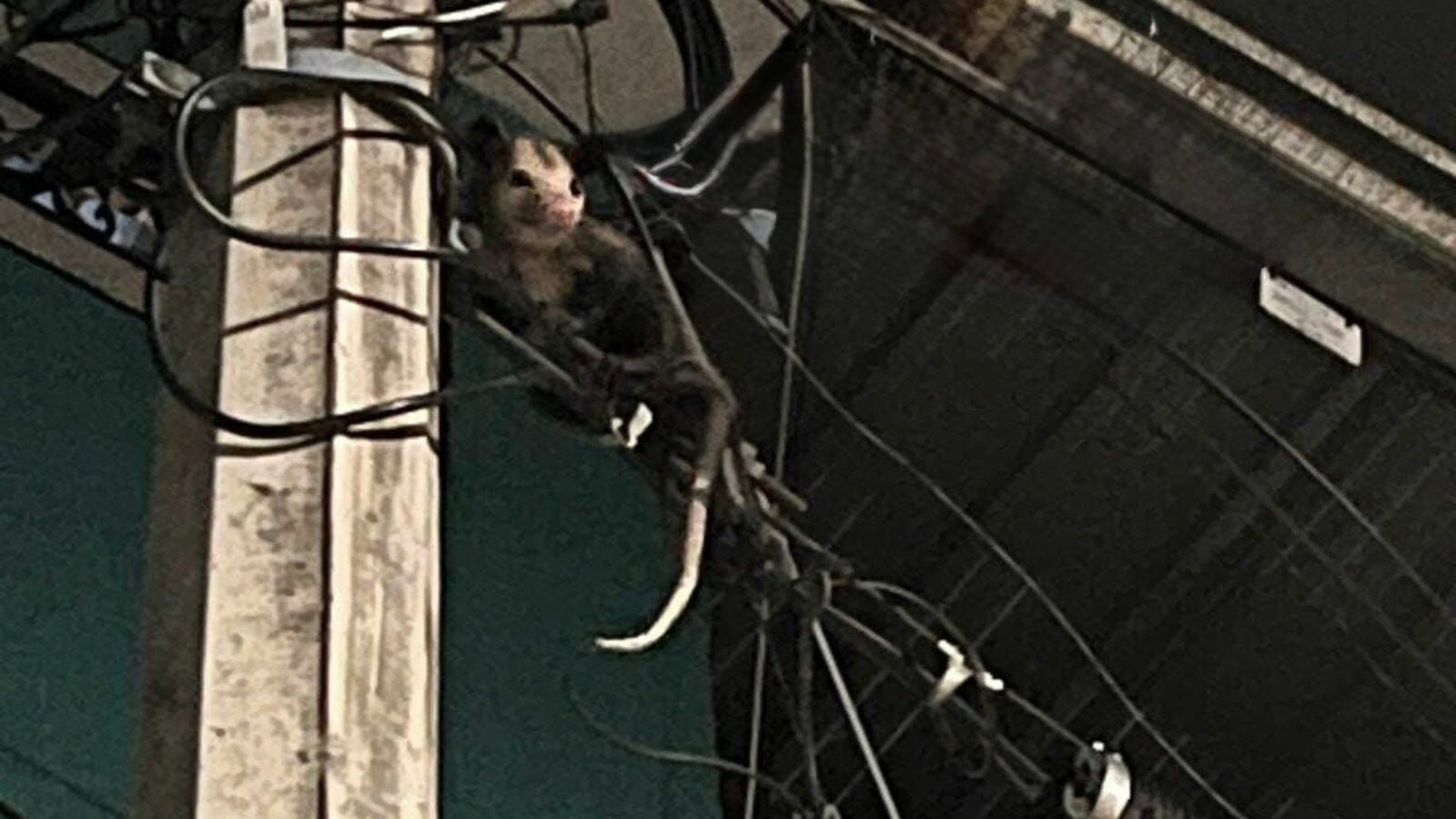 Zarigüeya en riesgo mantiene en alerta a vecinos de La Cima 2