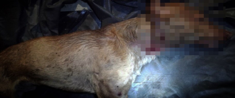 Hallan muerto a perro y piden investigar presunto caso de maltrato en Ibagué