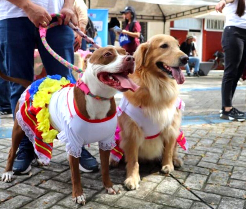 Mascotas volverán a tomarse las calles en desfile sampedrino