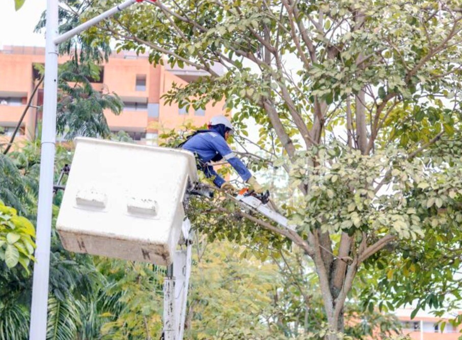 Podas buscan despejar luminarias en corredor de La Samaria