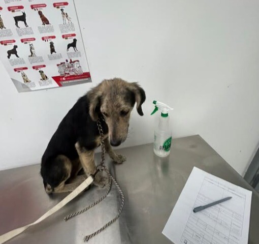 Chilindrina quedó sola y ahora busca un nuevo hogar