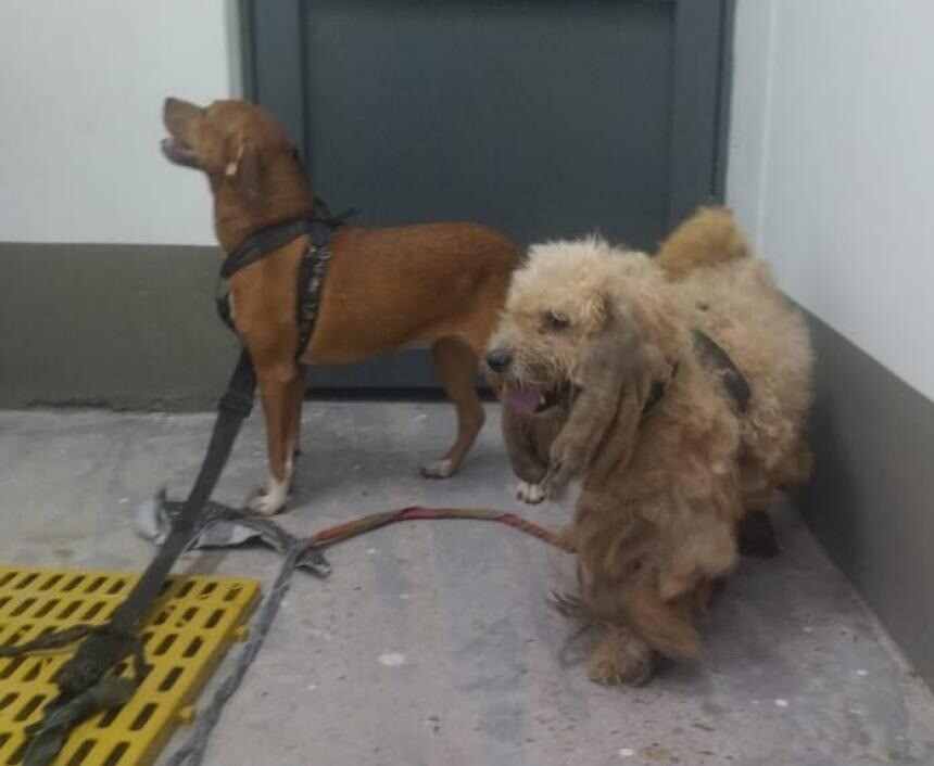 Nueve animales fueron rescatados tras denuncia por presunto maltrato en Ibagué