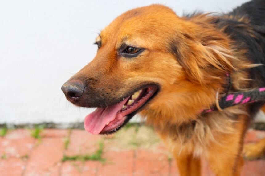 Denuncias por maltrato animal activan inspecciones y posibles sanciones
