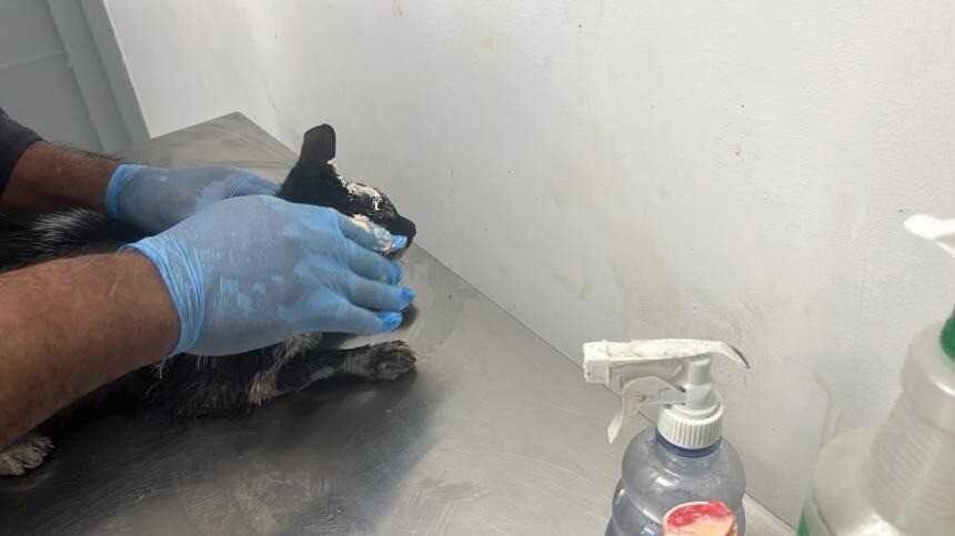 Incendio en El Salado deja un gato con graves quemaduras.