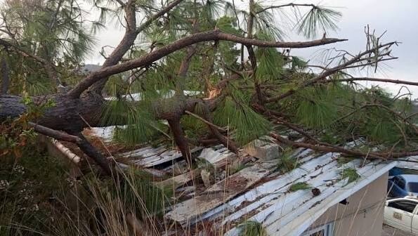 Árbol desploma tres viviendas y revive denuncias por riesgo en Ibagué