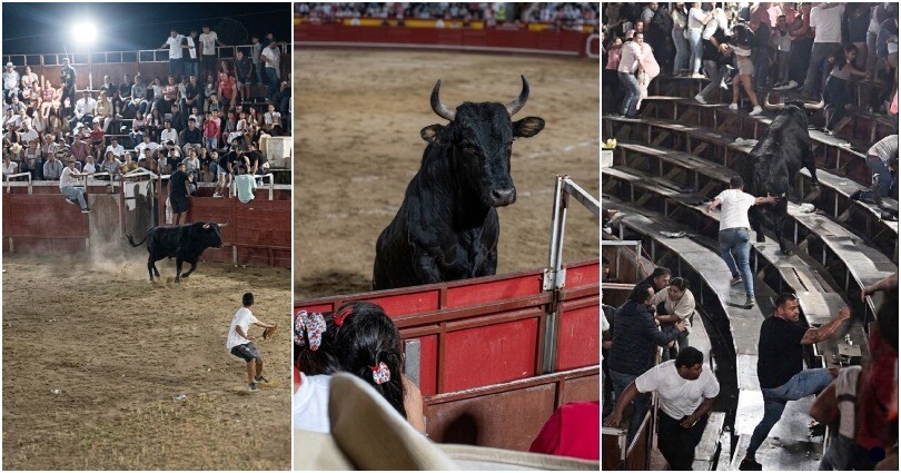 Toro desata caos en corralejas de Coyaima