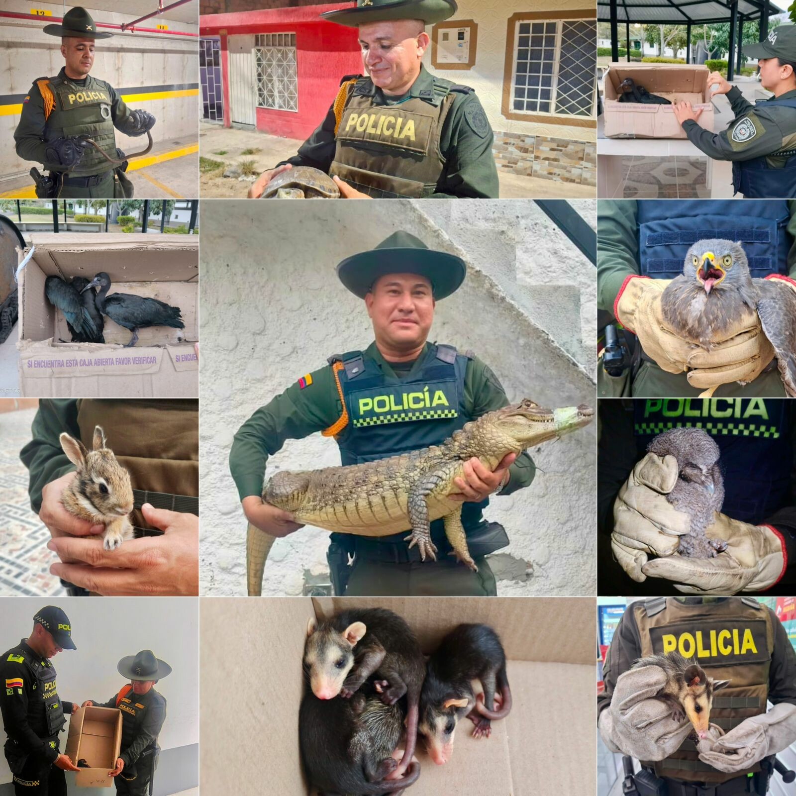 Rescatan 13 animales silvestres hallados en zonas urbanas de Ibagué y Alvarado