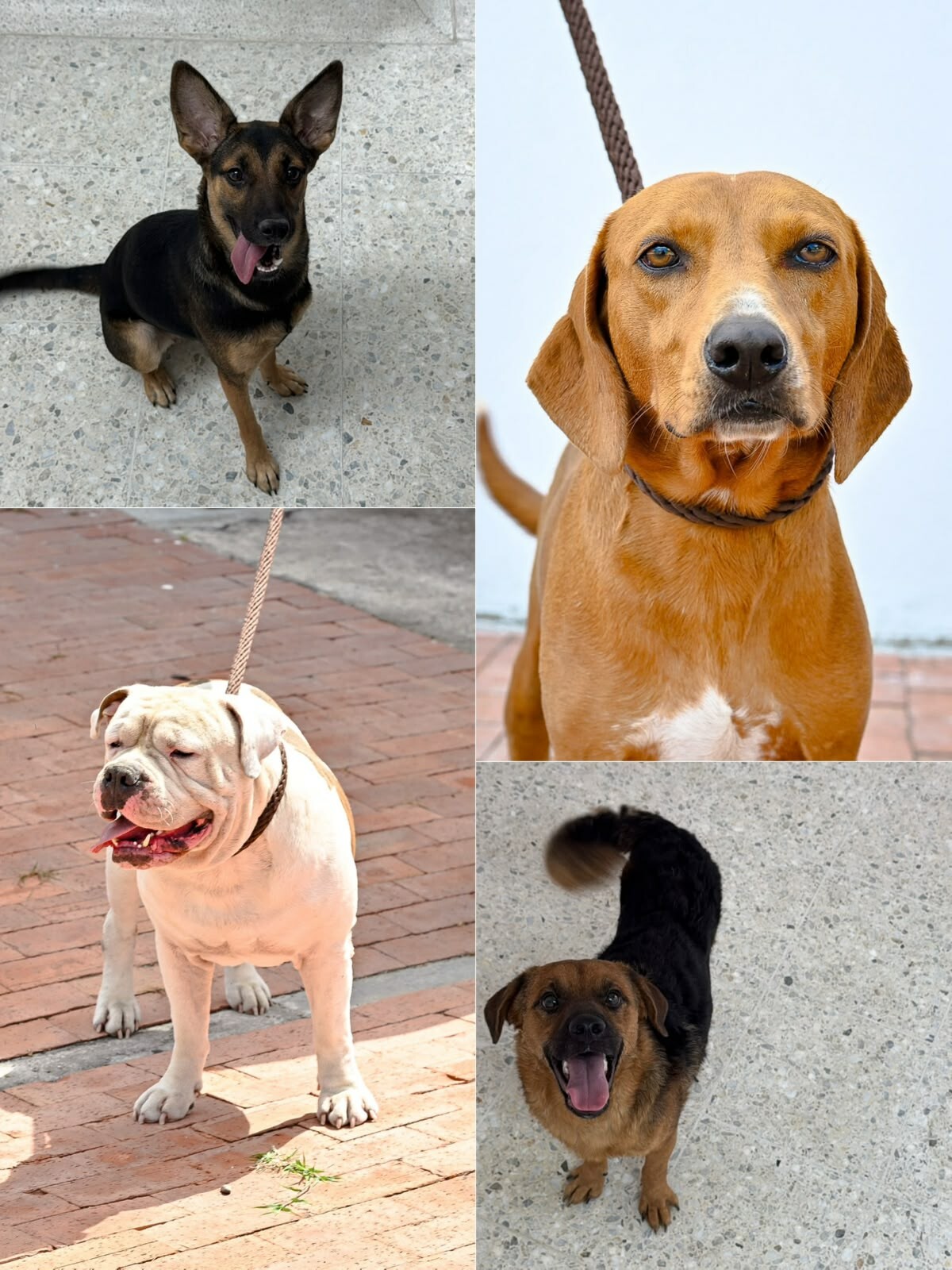 Perros y gatos rescatados esperan una familia en Ibagué