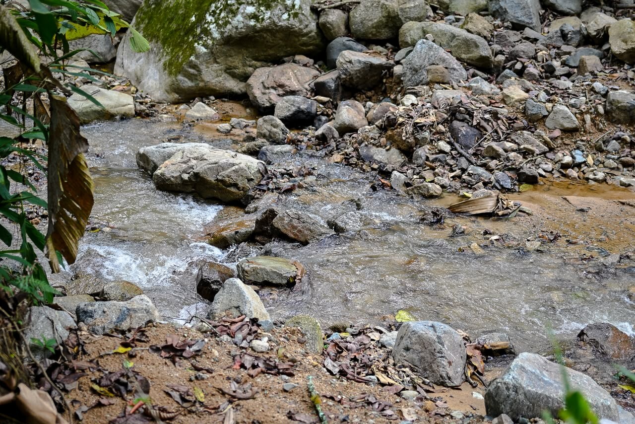 Fuentes de agua en Ibagué registran reducción de hasta 75%