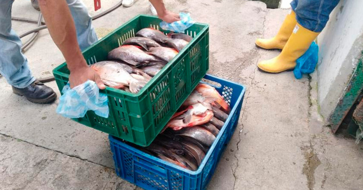 En plaza de mercado de Ibagué, Incautan pescado cuya venta es prohibida