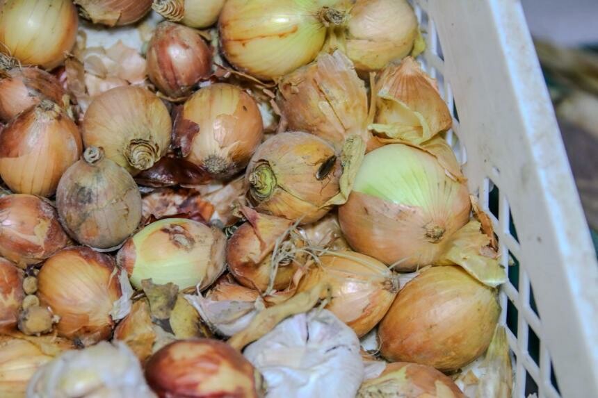 Inspección detectó alimentos en descomposición y presencia de plagas