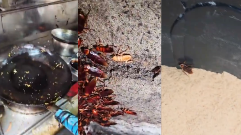 Cierran restaurantes plagados de cucarachas, en Plazas de mercado en Ibagué