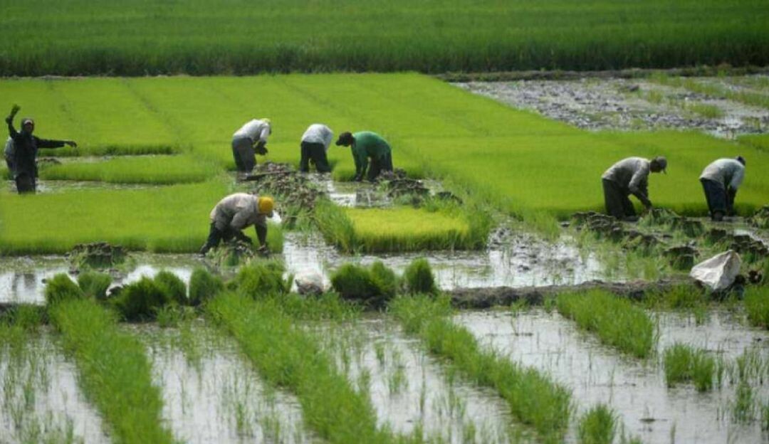 Preocupación en el sector arrocero por fuerte caída del precio al productor