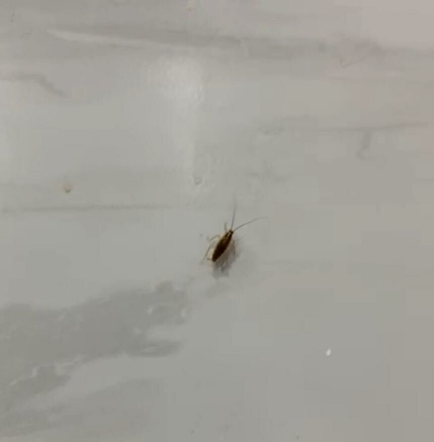 Una denuncia ciudadana llevó a inspeccionar el restaurante y detectar irregularidades